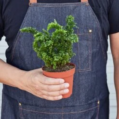 Fern 'Emina' -House Plant Shop 1 Fern CandyCandy1 HOLD 4