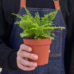 Cotton Candy Fern -House Plant Shop 1 Fern CottonCandy 4HOLD