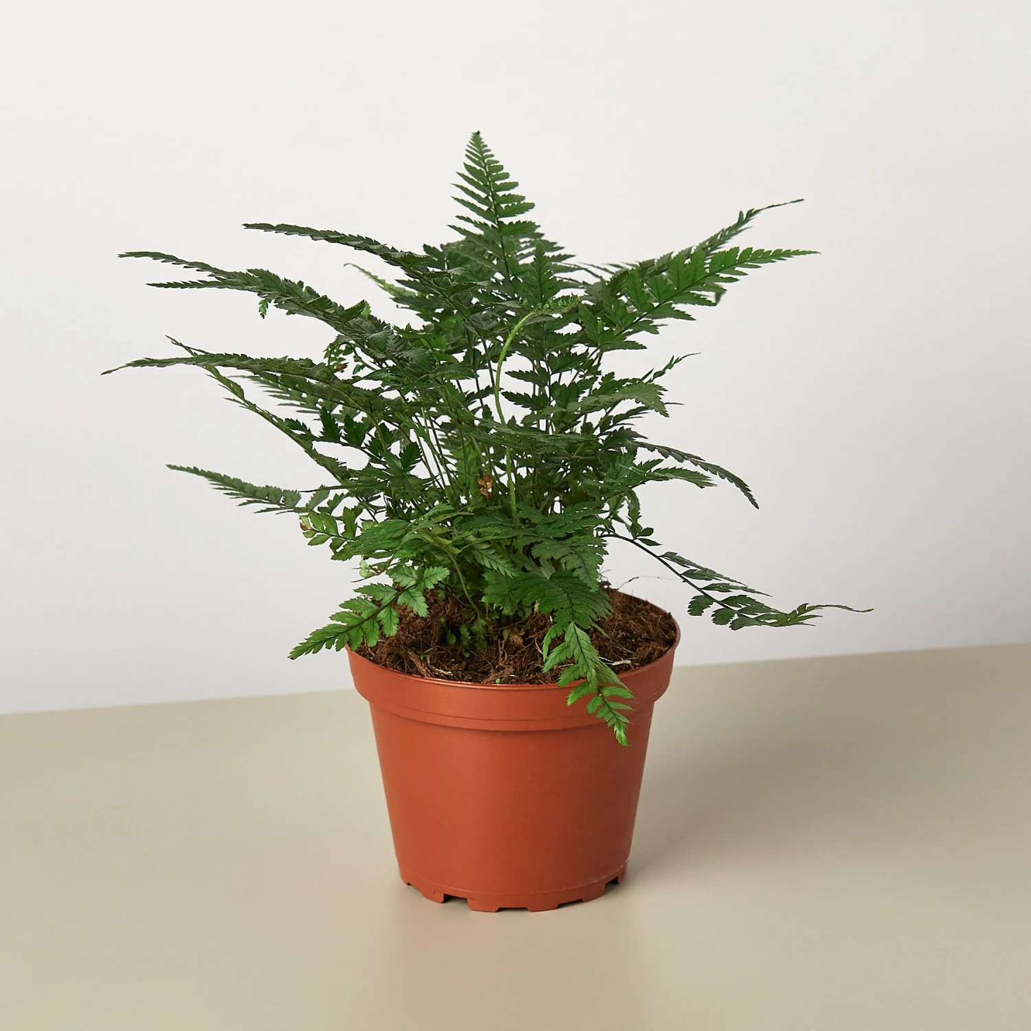 Korean Rock Fern 1 Korean Rock Fern