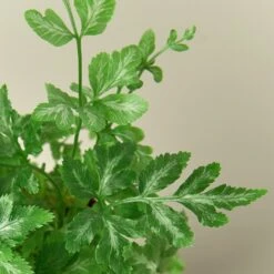 Pteris Ensiformis 'Silver Lace' -House Plant Shop 1 Fern SilverLace DETAIL 2