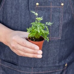 Pteris Ensiformis 'Silver Lace' -House Plant Shop 1 Fern SilverLace HOLD 2