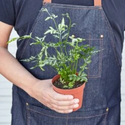 Pteris Ensiformis 'Silver Lace' -House Plant Shop 1 Fern SilverLace HOLD 4
