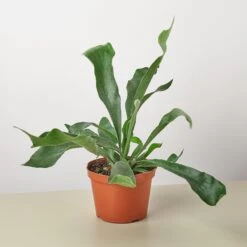 Staghorn Fern -House Plant Shop 1 Fern Staghorn 6 9