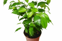 Ficus 'Benjamina'