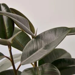 Ficus Elastica 'Burgundy' 8 Ficus Elastica 'Burgundy' -House Plant Shop 1 Ficus Burgundy 6DETAIL