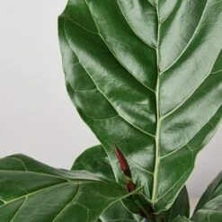 Ficus Lyrata 'Fiddle Leaf Fig' 12 Ficus Lyrata 'Fiddle Leaf Fig' -House Plant Shop 1 Ficus Lybata 6 DETAIL 5b609303 8c2d 4912 afb9 5197b338b831