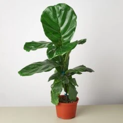 Plant Paradise Extra Large Bundle -House Plant Shop 1 Ficus Lybata 6 9c95b0a2 a750 4517 bccf d42820509db1