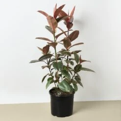 Ficus Elastica 'Ruby Pink' -House Plant Shop 1 Ficus RubyPink 10