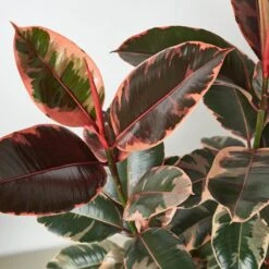 Ficus Elastica 'Ruby Pink' -House Plant Shop 1 Ficus RubyPink 10 DETAIL