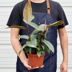 Ficus Elastica 'Tineke' -House Plant Shop 1 Ficus Tineke 6 HOLD