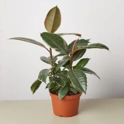 Ficus Elastica 'Tineke' -House Plant Shop 1 Ficus Tineke 6 8295df4f f545 44d0 9482 8199435a9fbe