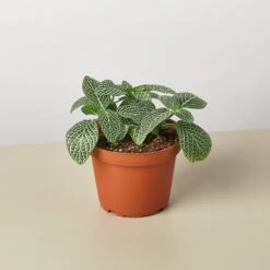 Fittonia 'White' -House Plant Shop 1 Fittonia White 4 4505880f 6218 4c95 ab45 67cea19d6055