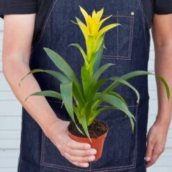 Bromeliad Guzmania 'Yellow' - 4" Pot -House Plant Shop 1 Guzmania Yellow 4HOLD