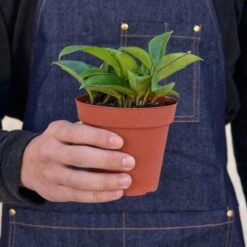 Hoya Carnosa -House Plant Shop 1 Hoya Carnosa 4HOLD