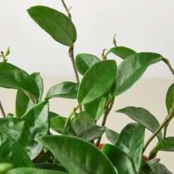 Hoya Carnosa -House Plant Shop 1 Hoya Carnosa DETAIL 6