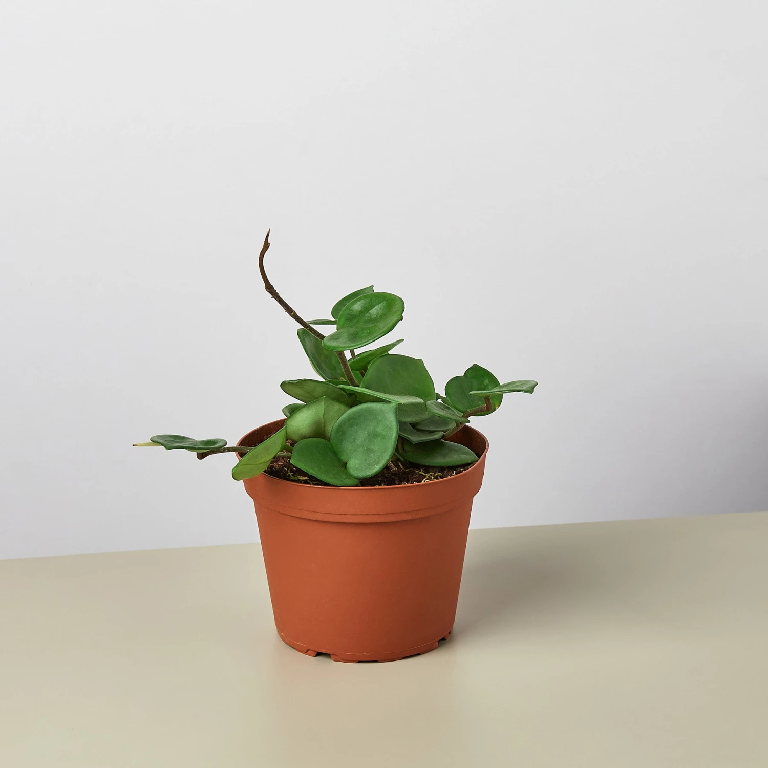 Hoya Carnosa 'Chelsea' 4 Hoya Carnosa 'Chelsea' - Image 4