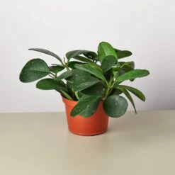 Hoya Obovata -House Plant Shop 1 Hoya Oborath 6