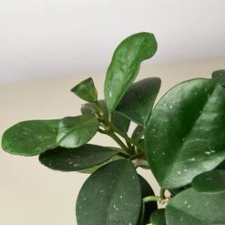 Hoya Obovata -House Plant Shop 1 Hoya Oborath 6 DETAIL