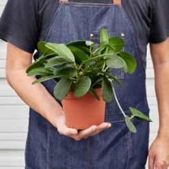 Hoya Obovata -House Plant Shop 1 Hoya Oborath 6 HOLD