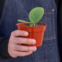 Hoya Obovata -House Plant Shop 1 Hoya Obovata 4HOLD