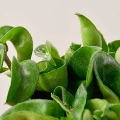 Hoya Rope Plant -House Plant Shop 1 Hoya RopePlant 4DETAIL