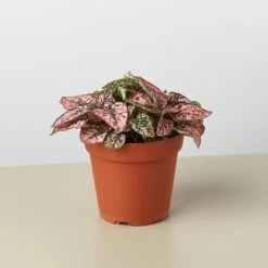 Hypoestes 'Polka Dot' 17 Hypoestes 'Polka Dot' -House Plant Shop 1 Hypoestes Pink 4