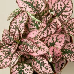 Hypoestes 'Polka Dot' 15 Hypoestes 'Polka Dot' -House Plant Shop 1 Hypoestes Pink DETAIL 4