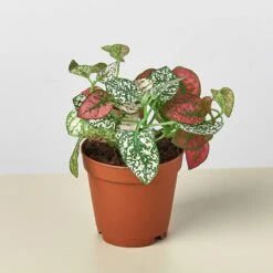 Hypoestes 'Polka Dot' 12 Hypoestes 'Polka Dot' -House Plant Shop 1 Hypoestes Combo 2