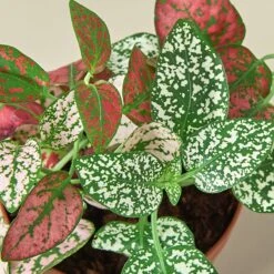 Hypoestes 'Polka Dot' 13 Hypoestes 'Polka Dot' -House Plant Shop 1 Hypoestes Combo DETAIL 2