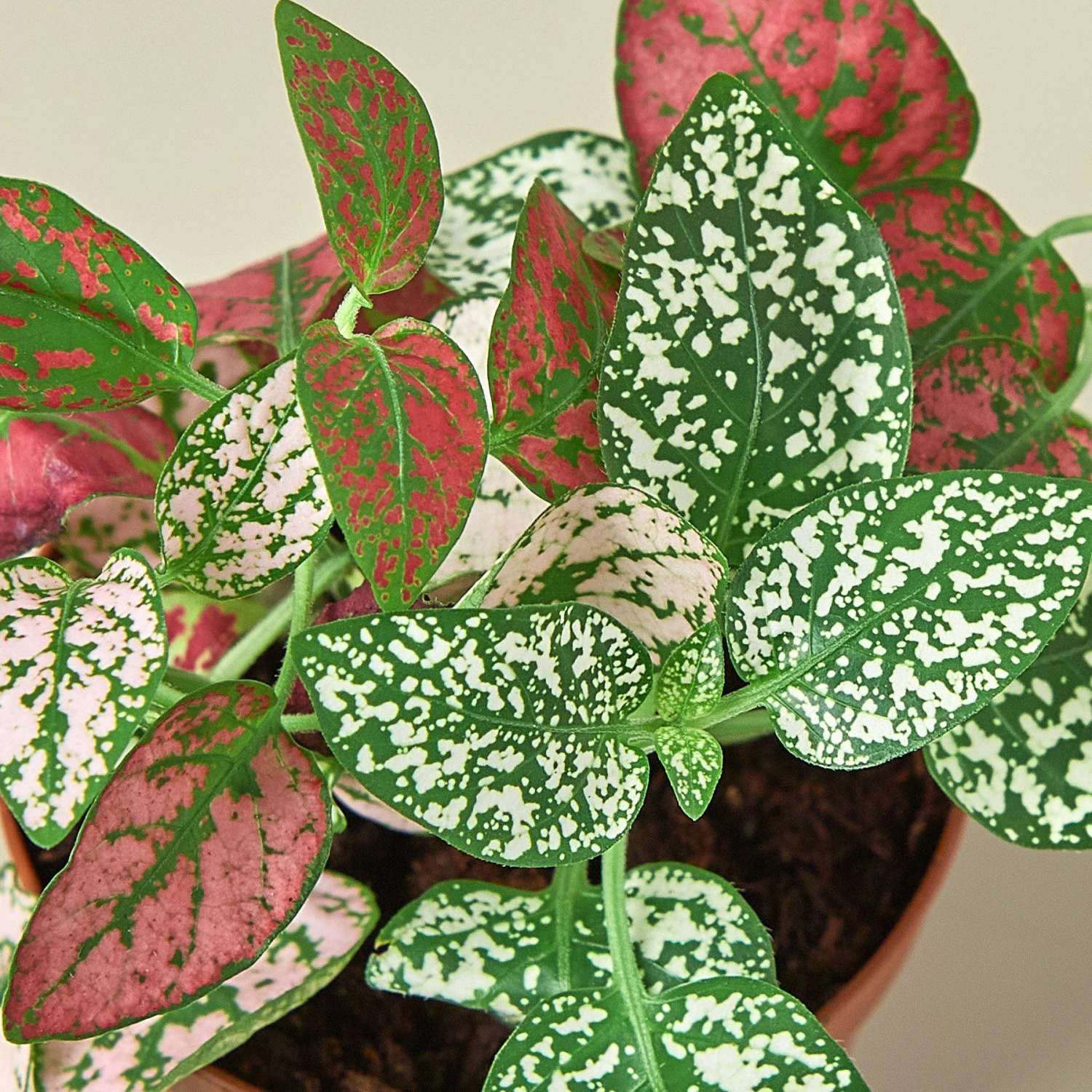 Hypoestes 'Polka Dot' 5 Hypoestes 'Polka Dot' - Image 5