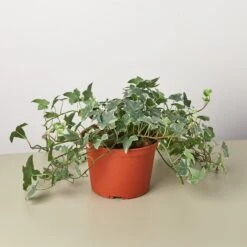 English Ivy 'Glacier' -House Plant Shop 1 Ivy Glacier 6