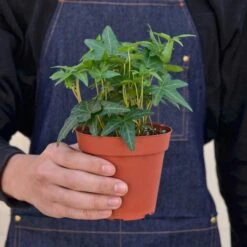 English Ivy 'Green California' -House Plant Shop 1 Ivy GreenCalifornia 4HOLD