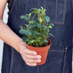 English Ivy 'Teardrop' -House Plant Shop 1 Ivy Heart 4HOLD