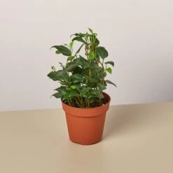 English Ivy 'Teardrop'