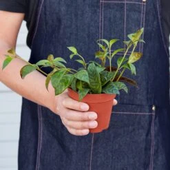 Lipstick 'Black Pagoda' -House Plant Shop 1 Lipstick BlackPagoda 4HOLD