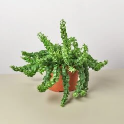 Curly Lipstick Plant -House Plant Shop 1 Lipstick Curly 6 0