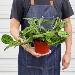 Maranta 'Lemon Lime' -House Plant Shop 1 Maranta LemonLime 6 HOLD