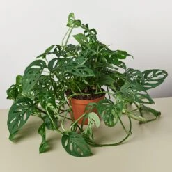 Monstera Adansonii 'Swiss Cheese' -House Plant Shop 1 Monstera SwissCheese 6