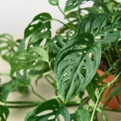 Monstera Adansonii 'Swiss Cheese' -House Plant Shop 1 Monstera SwissCheese DETAIL 6