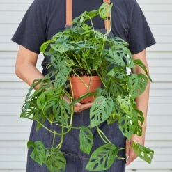 Monstera Adansonii 'Swiss Cheese' -House Plant Shop 1 Monstera SwissCheese HOLD 6