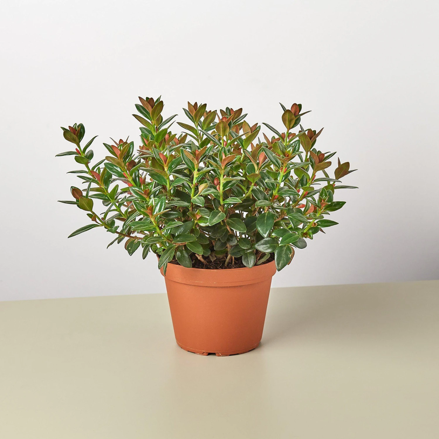 Nematanthus Black Goldfish Plant 4 Nematanthus Black Goldfish Plant - Image 4
