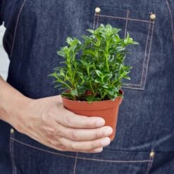 Nematanthus Candy Corn Plant 'Brazilian Firecracker' -House Plant Shop 1 Nematanthus CandyCorn 4 HOLD