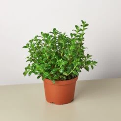 Nematanthus Candy Corn Plant 'Brazilian Firecracker' -House Plant Shop 1 Nematathus CandyCorn 6