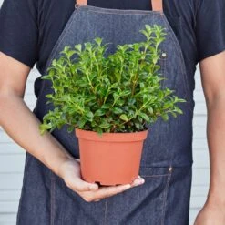 Nematanthus Candy Corn Plant 'Brazilian Firecracker' -House Plant Shop 1 Nematathus CandyCorn HOLD 6