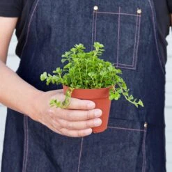 Nettle 'Baby's Tear' -House Plant Shop 1 Nettle BabyTears 4HOLD