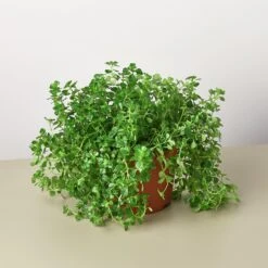 Nettle 'Baby's Tear' -House Plant Shop 1 Nettle BabyTears 6 890a5811 2334 4ea0 b1f1 75483528825f