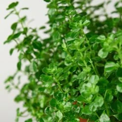 Nettle 'Baby's Tear' -House Plant Shop 1 Nettle BabyTears DETAIL 6