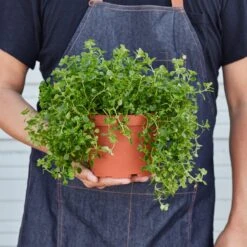 Nettle 'Baby's Tear' -House Plant Shop 1 Nettle BabyTears HOLD 6