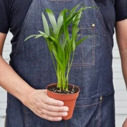 Areca Palm 5 Areca Palm -House Plant Shop 1 Palm Areca HOLD 4