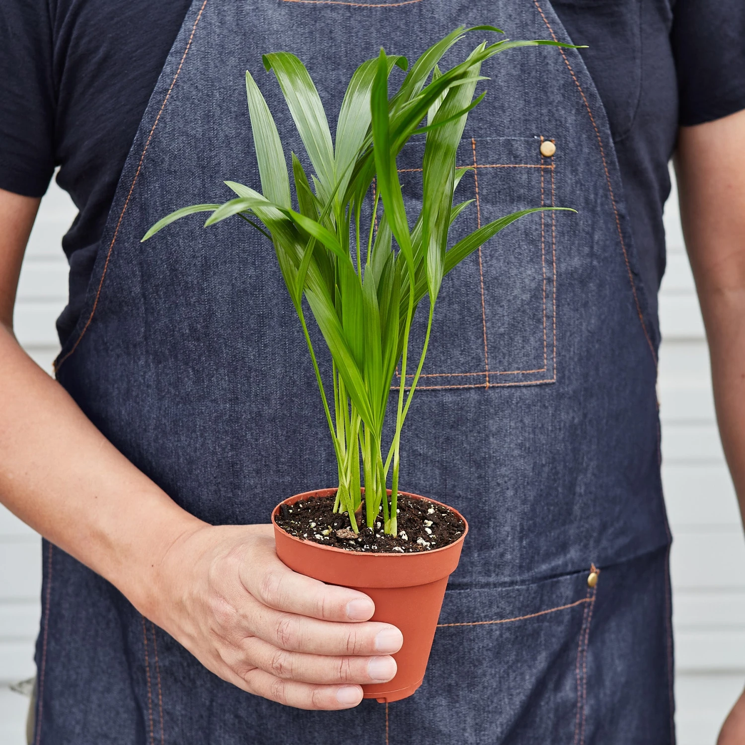 Areca Palm 3 Areca Palm - Image 3